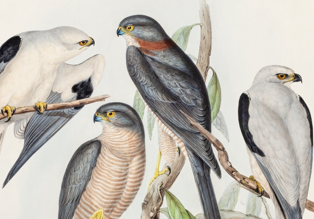 Ekolojik Belleğin İzinde: Kuş Kolektifi Pera Müzesi’nde